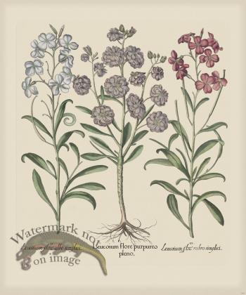 Besler 168 Colored  B2